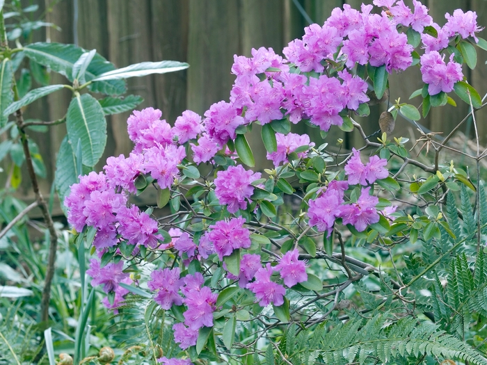 Rhododendron 'P.J.M. Regal' (019911)