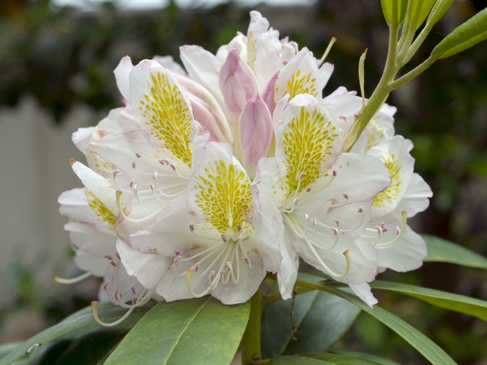 Rhododendron catawbiense 'Lodestar' (019921)