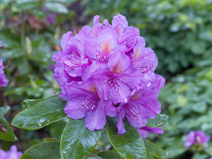 Rhododendron 'Lee's Dark Purple' (019922)