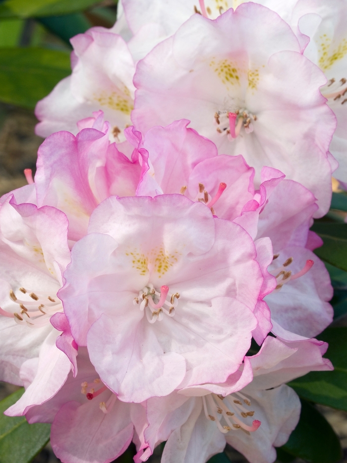 Rhododendron yakushimanum 'Ken Janeck' (019992)