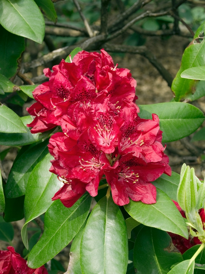 Rhododendron 'Henry's Red' (019994)