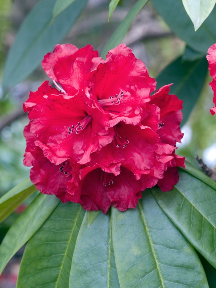 Rhododendron 'Grace Seabrook' (019995)