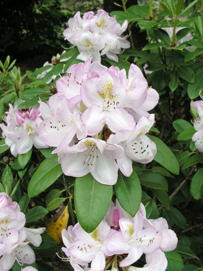 Rhododendron 'Gomer Waterer' (019996)