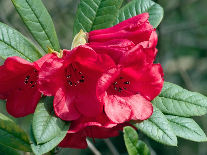 Rhododendron 'Elizabeth' (020000)
