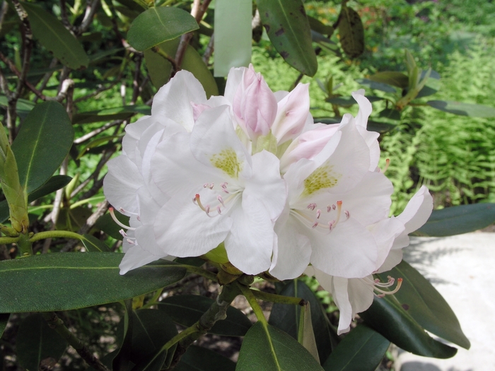 Rhododendron catawbiense 'Album' (020003)