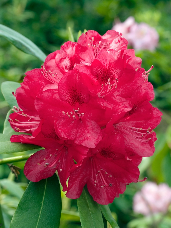 Rhododendron catawbiense 'America' (020014)