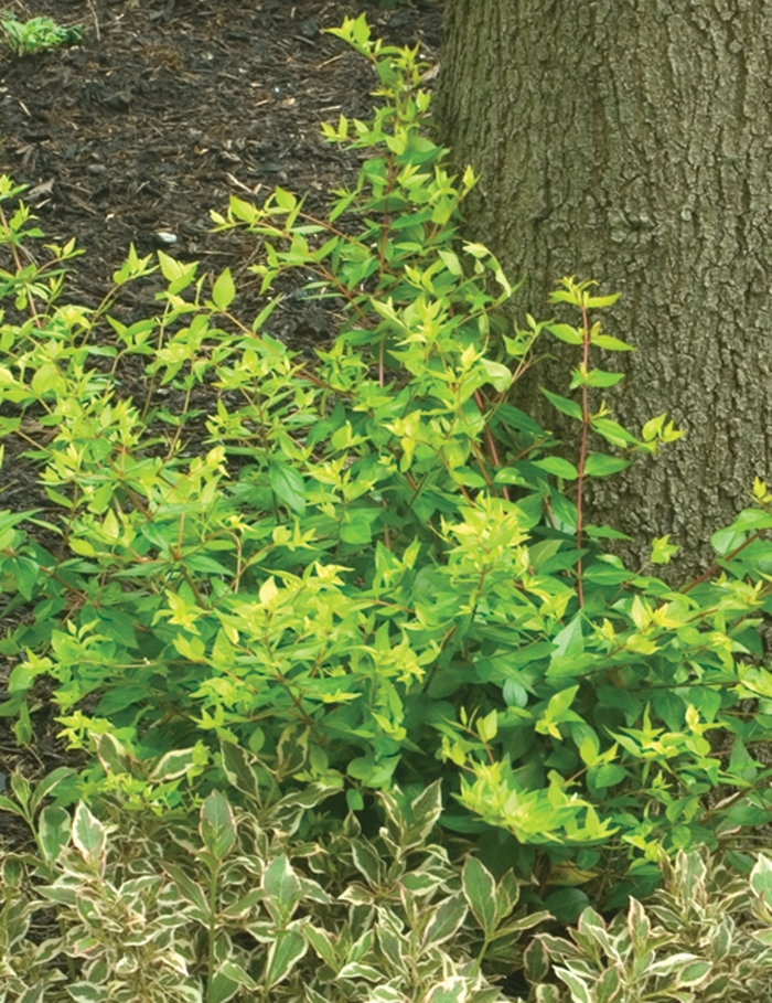 Abelia x grandiflora Color Choice® 'Bronze Anniversary®' (020125)