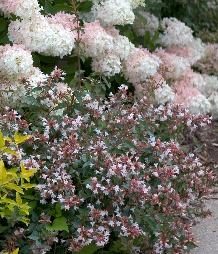 Abelia chinensis Color Choice® 'Ruby Anniversary™' (020128)