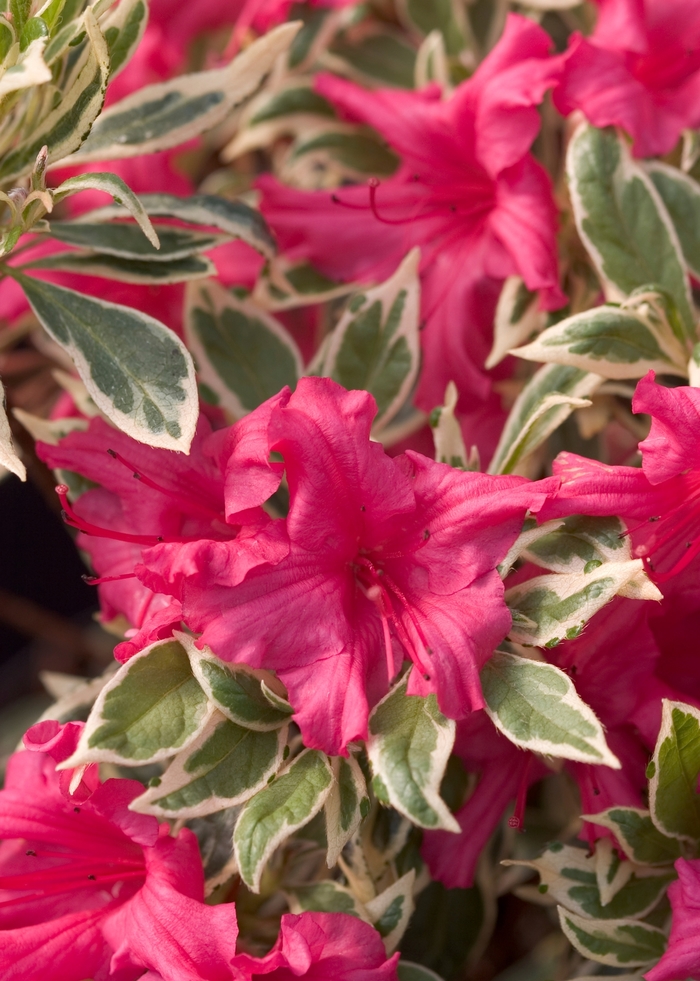 Rhododendron 'Bollywood™' (020236)