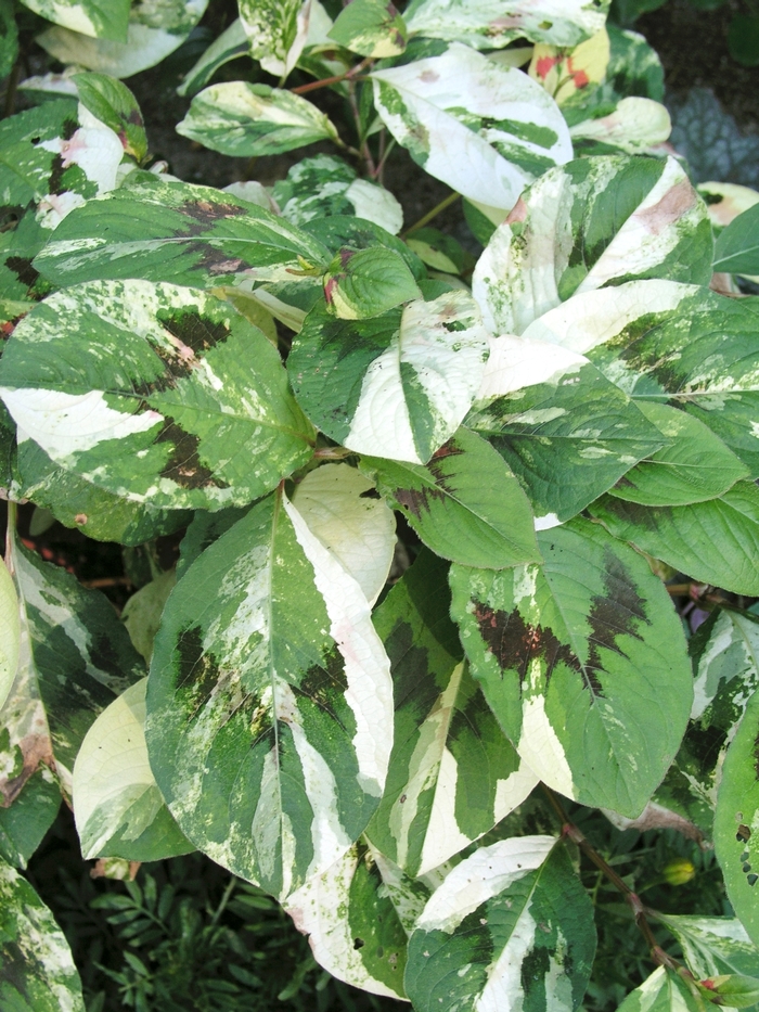 Persicaria virginiana 'Painter's Palette', Persicaria 'Painter's Palette', Polygonum virginianum 'Painters Pallete', Tovara virginiana 'Painter's  Palette