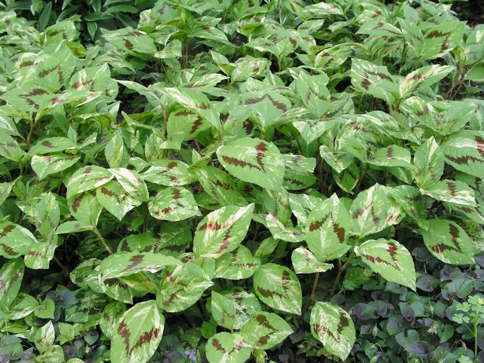 Persicaria virginiana 'Painter's Palette', Persicaria 'Painter's Palette', Polygonum virginianum 'Painters Pallete', Tovara virginiana 'Painter's  Palette