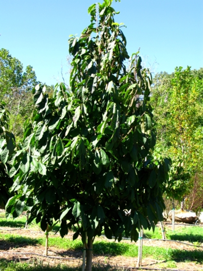 Asimina triloba Paw Paw Tree from Garden Center Marketing