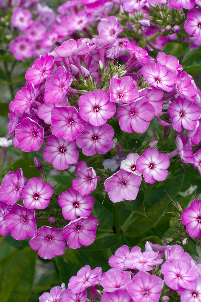 Phlox Paniculata Volcano® Purple Barthirtythree Garden Phlox From