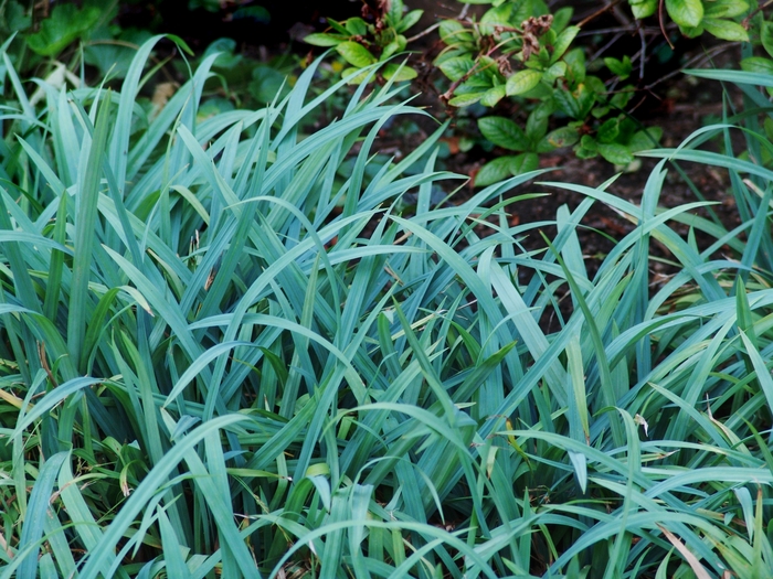 Carex laxiculmus 'Bunny Blue®' (021465)