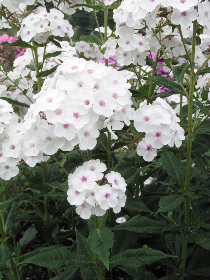 Phlox X Arendsii Miss Jill Garden Phlox Garden Center Marketing