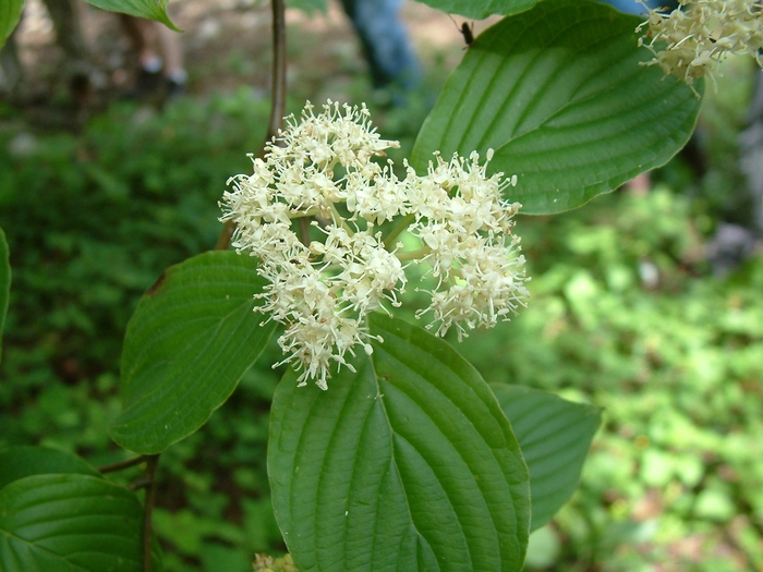 Image of Cornus obliqua, pagoda dogwood