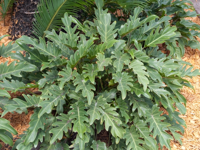 Philodendron 'Xanadu' (022273)