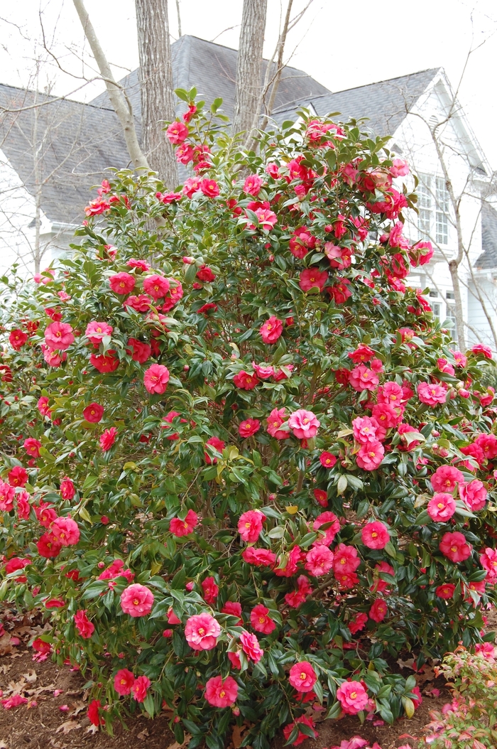 Camellia japonica 'Lady Clare' (022553)