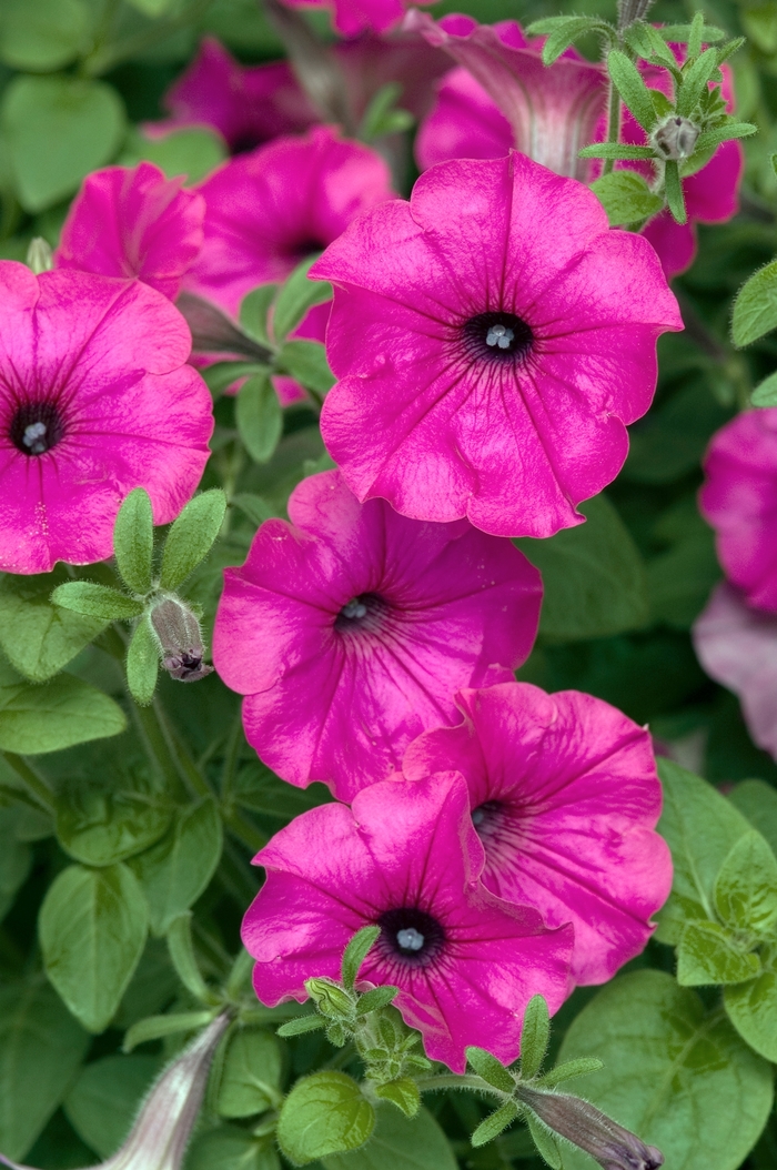 Petunia Tidal Wave® 'Purple' Petunia from Garden Center Marketing