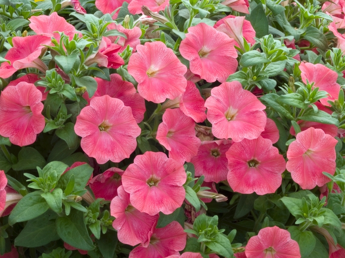 Petunia multiflora Ramblin'™ 'Salmon Capri' Petunia