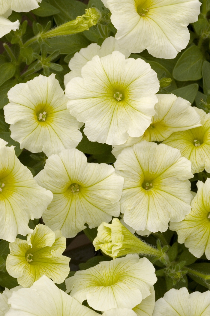 Petunia 'Carpet Buttercream' Petunia | Garden Center Marketing