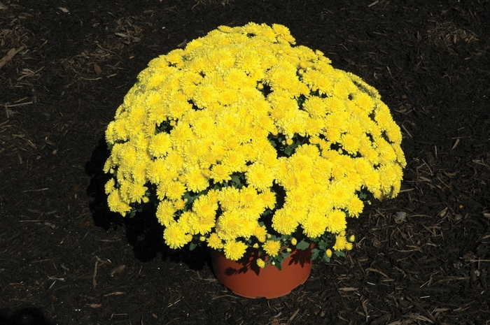 Chrysanthemum x morifolium 'Wilma™ Yellow' (024160)