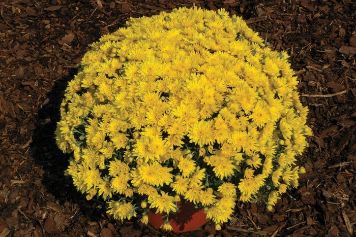 Chrysanthemum x morifolium 'Yolanda™ Yellow' (024162)