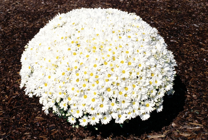 Chrysanthemum x morifolium 'Frosty Jeanette' (024163)