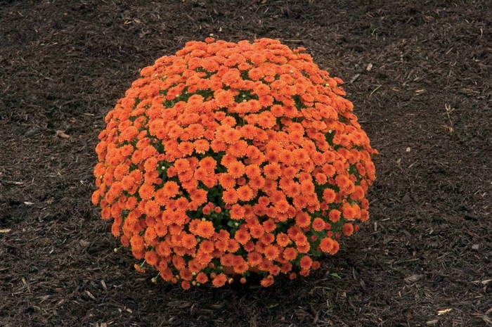 Chrysanthemum x morifolium 'Ashley™ Dark Orange' (024168)