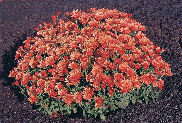 Chrysanthemum x morifolium 'Alberta Bronze' (024172)