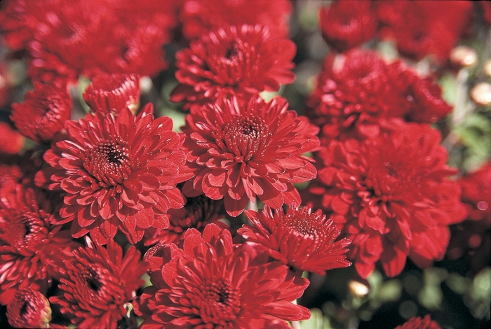 Chrysanthemum x morifolium 'Glenda' (024176)