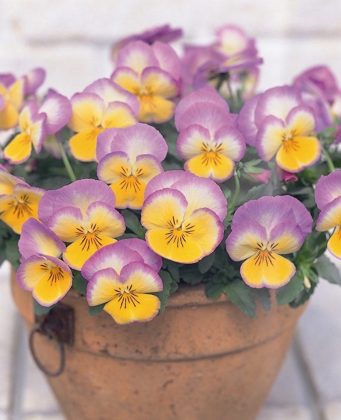 Viola x wittrockiana Ultima 'Radiance Lilac' Pansy | Garden Center ...