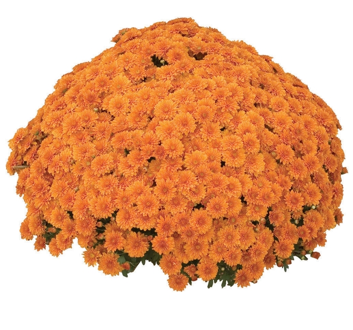 Chrysanthemum x morifolium 'Hannah™ Orange' (024270)