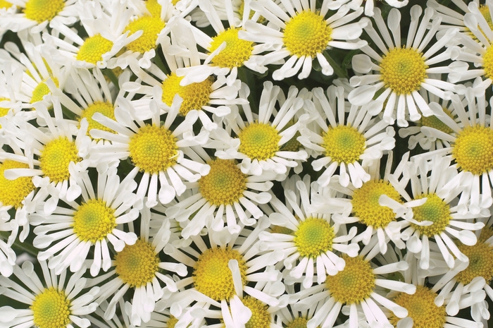 Chrysanthemum indicum 'Adelle™ White' (024404)