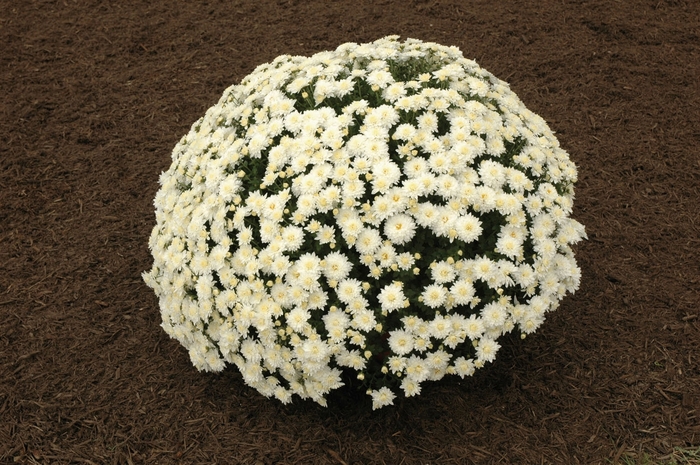 Chrysanthemum x morifolium 'Alexis White' (024405)