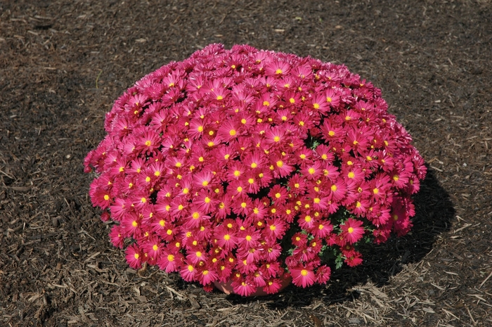 Chrysanthemum x morifolium 'Alisha™ Dark Pink' (024406)