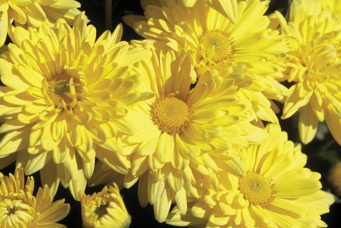 Chrysanthemum x morifolium 'Anna Yellow' (024409)