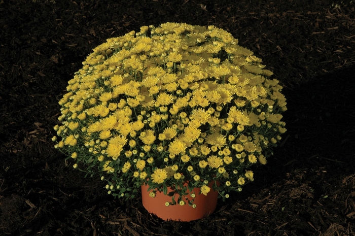 Chrysanthemum x morifolium 'Brilliant Tiffany Yellow' (024417)