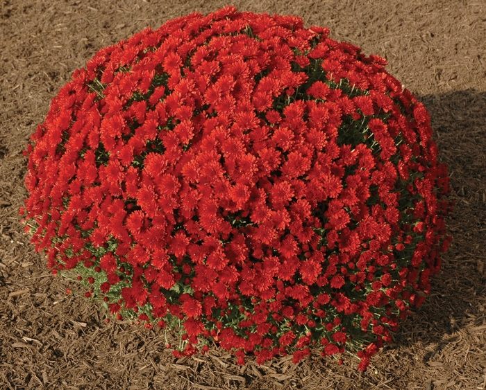 Chrysanthemum x morifolium 'Carmella Red' (024420)