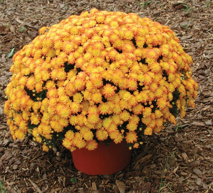 Chrysanthemum x morifolium 'Crazy Victoria Amber' (024424)