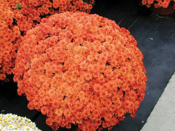 Chrysanthemum x morifolium 'Delightful Victoria Orange' (024428)