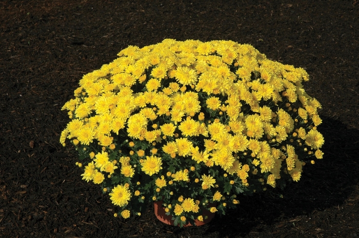Chrysanthemum x morifolium 'Draga Yellow' (024431)