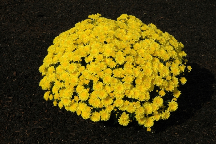 Chrysanthemum x morifolium 'Erica Yellow' (024469)