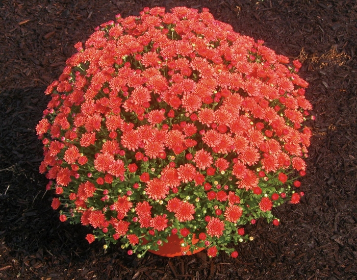 Chrysanthemum x morifolium 'Fiona™ Coral Orange' (024472)