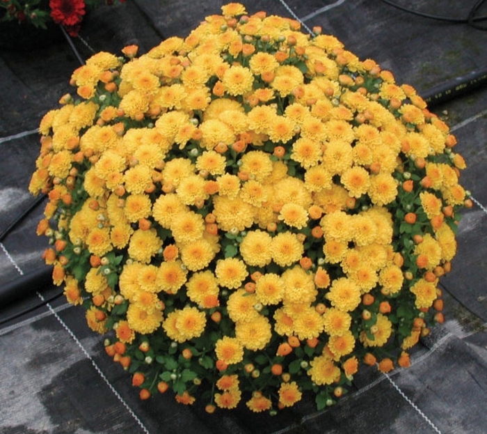 Chrysanthemum x morifolium 'Gold Gigi' (024477)