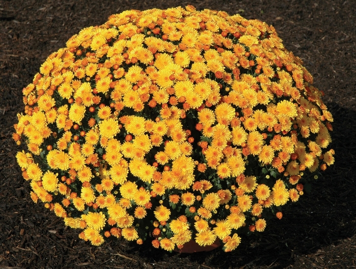 Chrysanthemum x morifolium 'Golden Cheryl' (024479)
