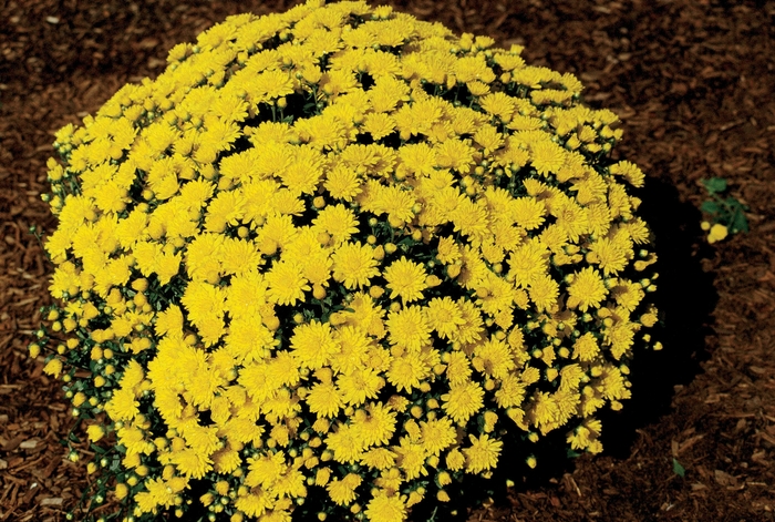 Chrysanthemum x morifolium 'Golden Helga' (024480)