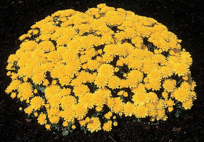 Chrysanthemum x morifolium 'Golden Marilyn' (024481)