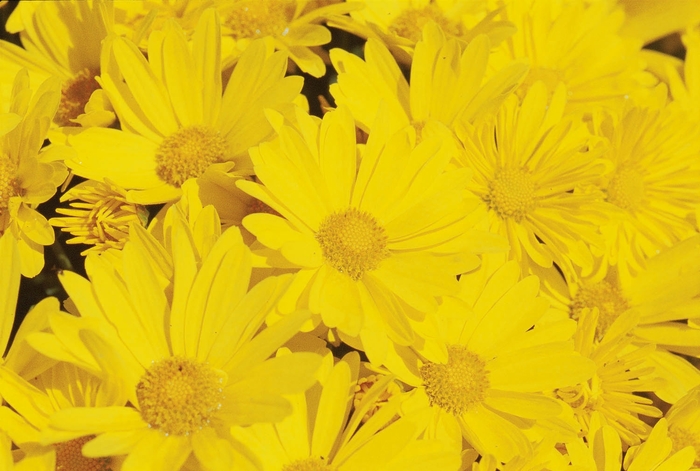 Chrysanthemum x morifolium 'Hankie™ Yellow' (024482)