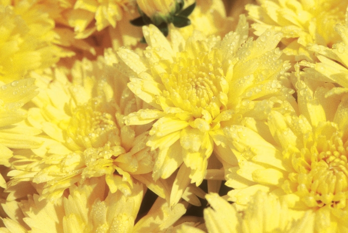 Chrysanthemum x morifolium 'Heidi Yellow' (024485)